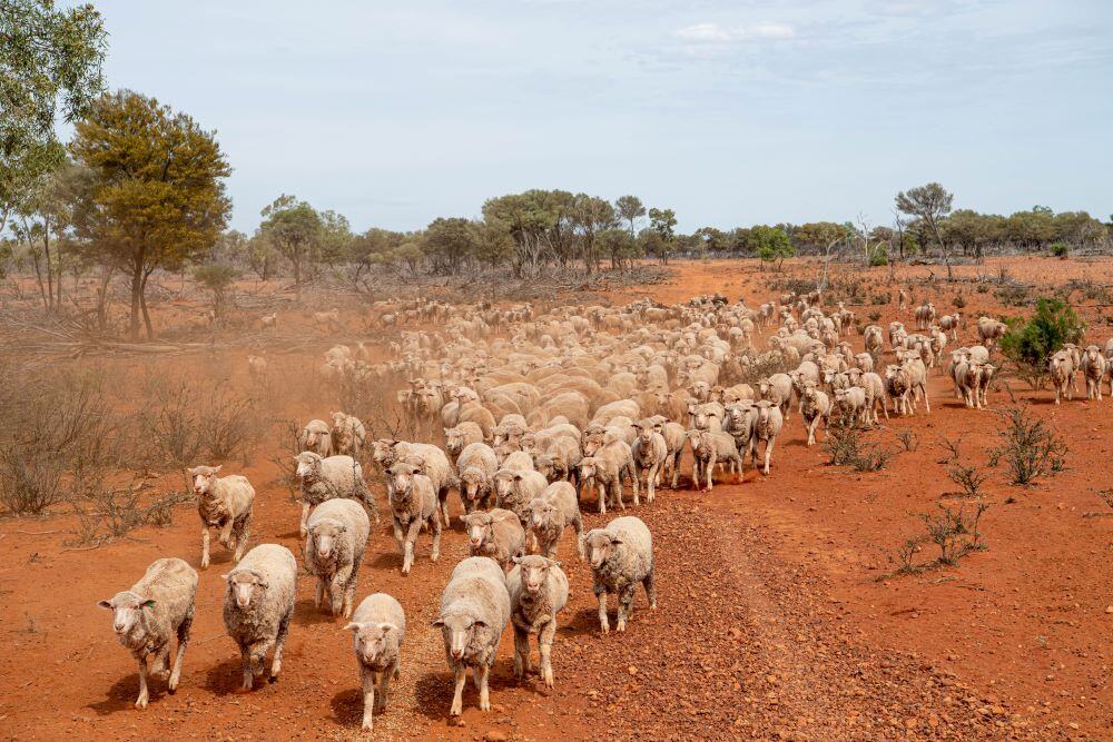 Agrishots Sheep drought