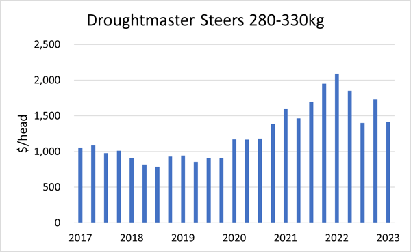 Droughtmaster Steers 280-330kg