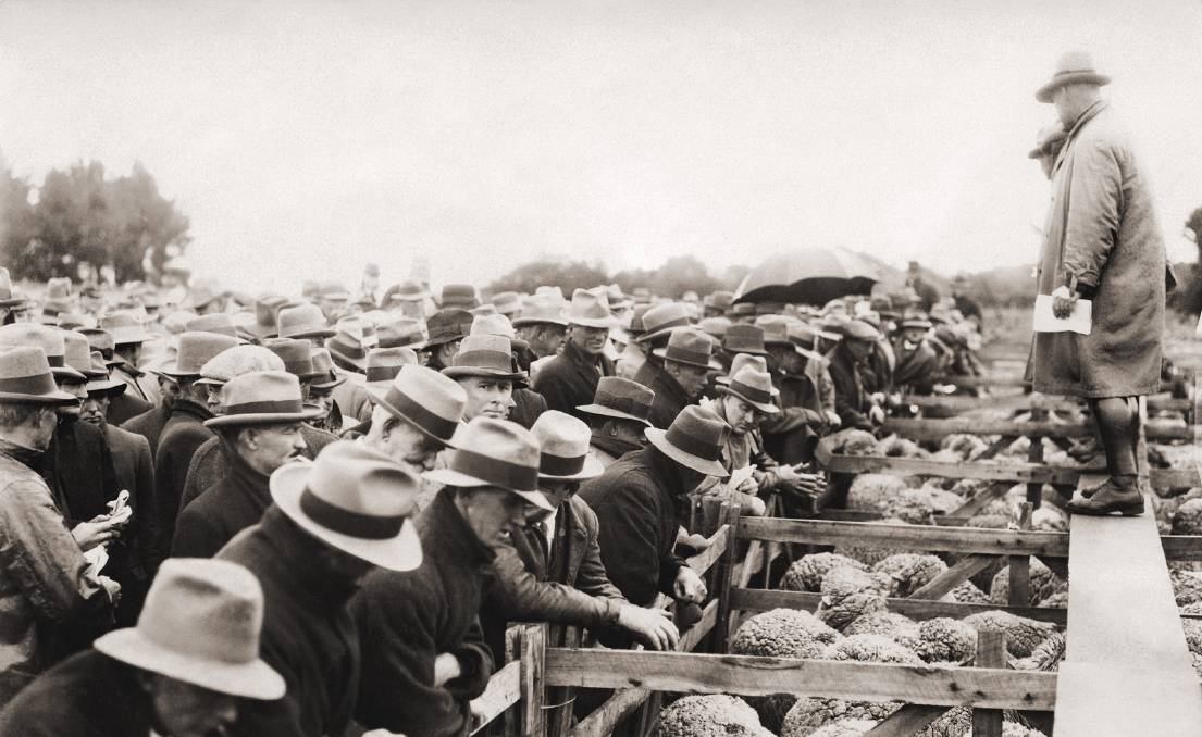 EXTENSIVE FLOCK A sheep sale at Bungaree Station in 1925 stockjournal.com.au (2)