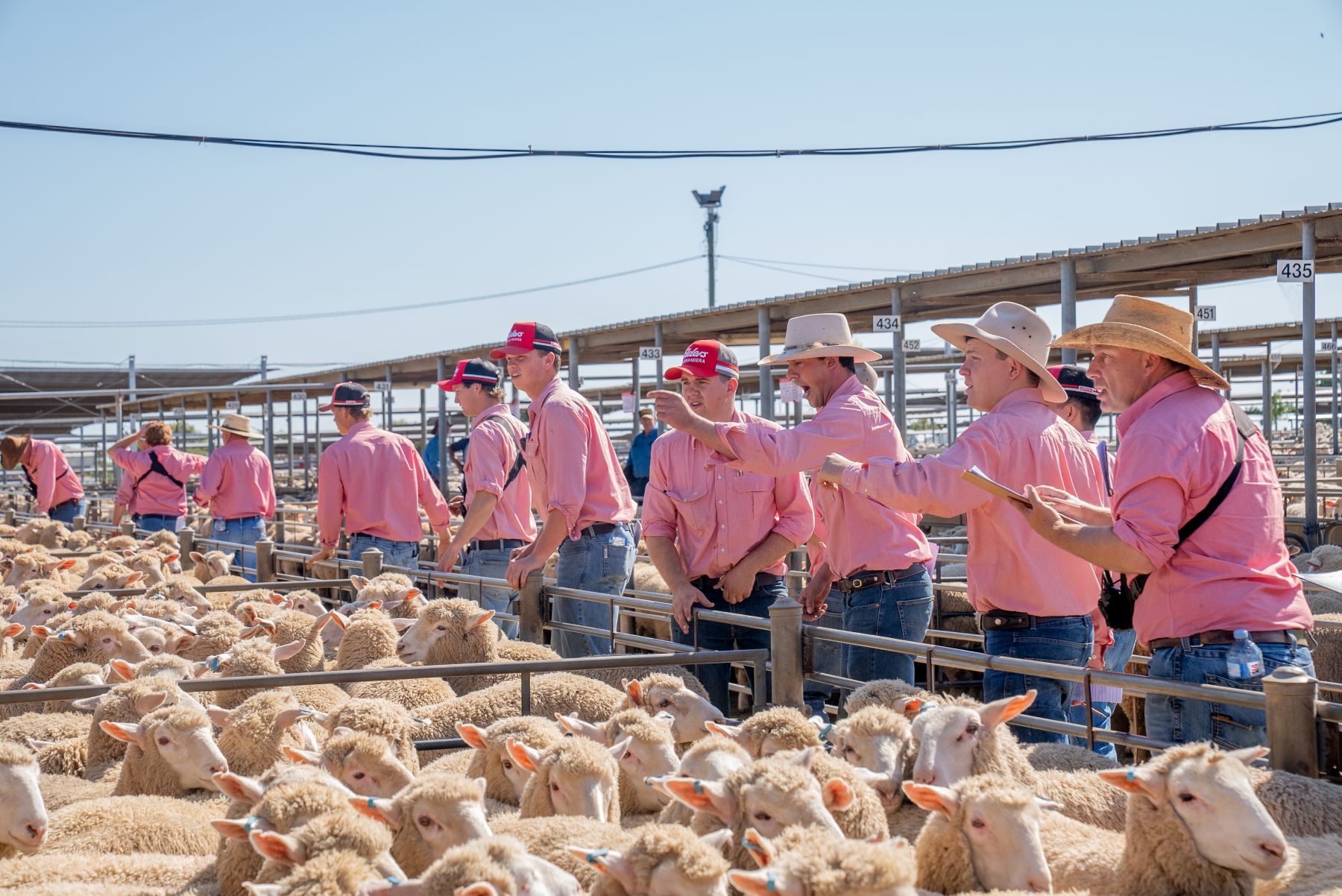 Livestock agents in pink shirts auctioning pens of sheep