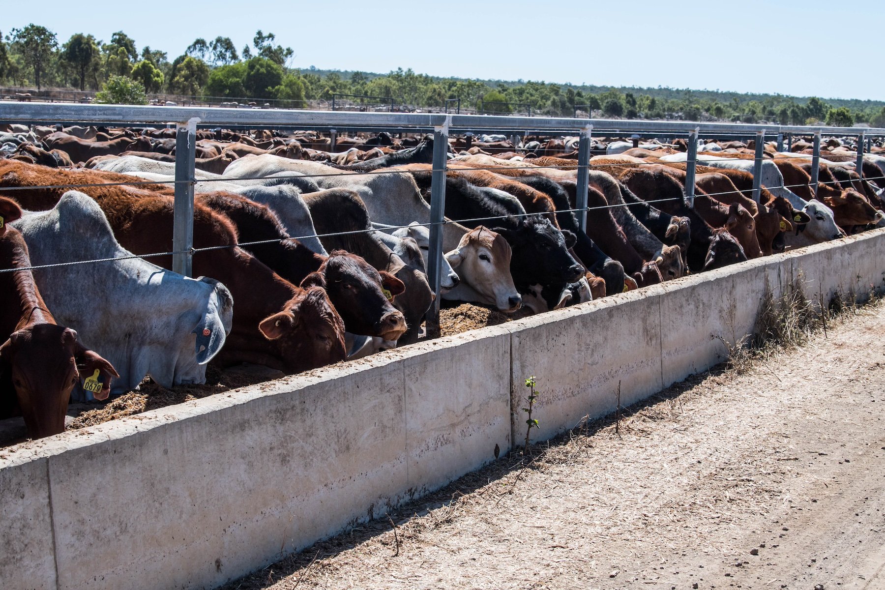 Feedlot_QLD_Agrishots