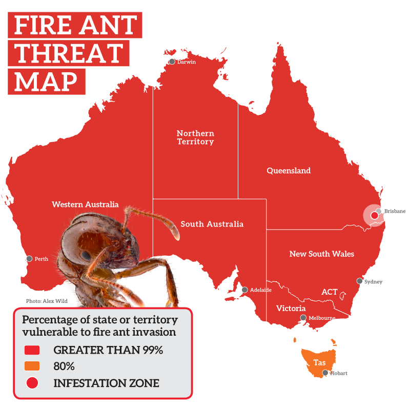 Fire ant threat map - square