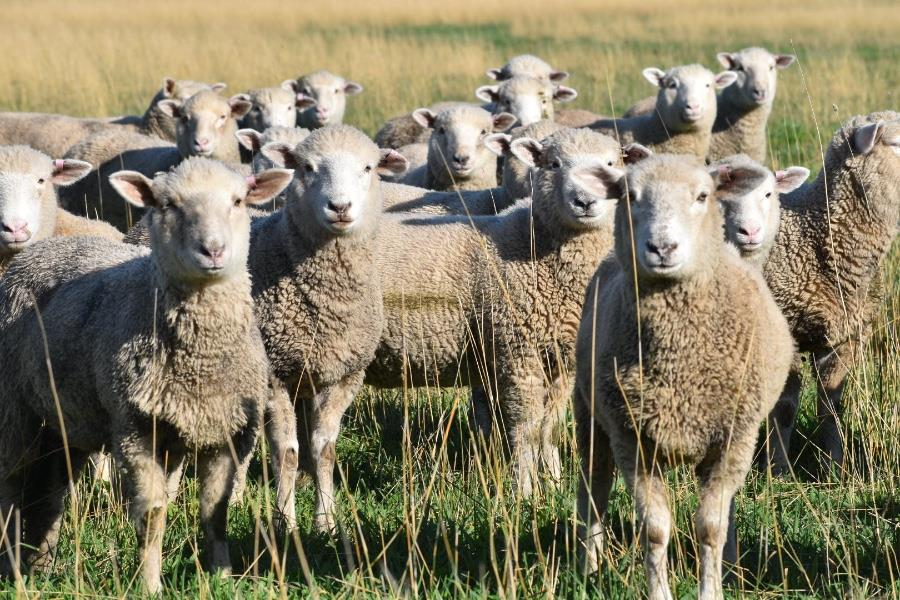 Focus on lamb eating quality imperative for market growth _1