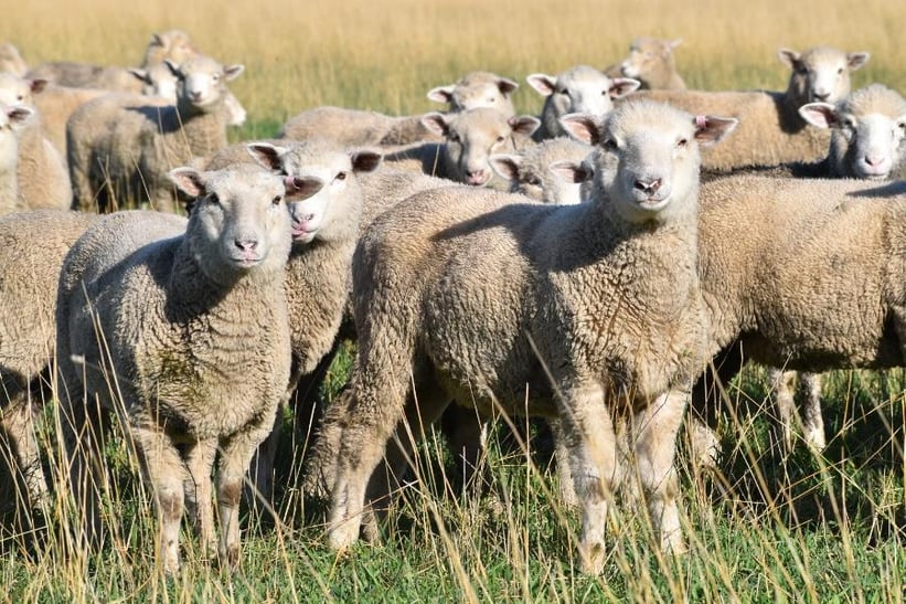 Getting lamb on the table amid a host of hurdles for premium products_2