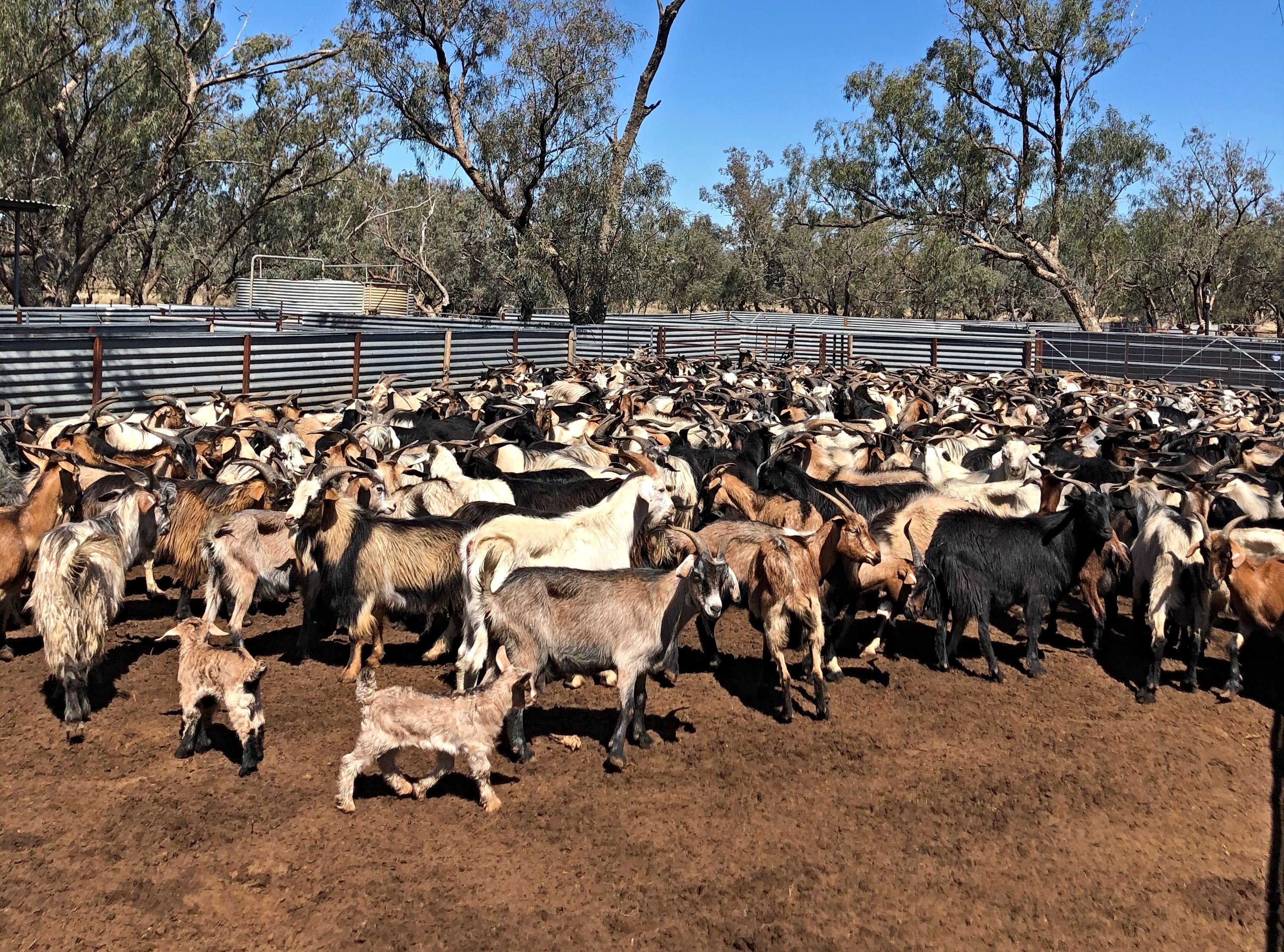 Goat research project