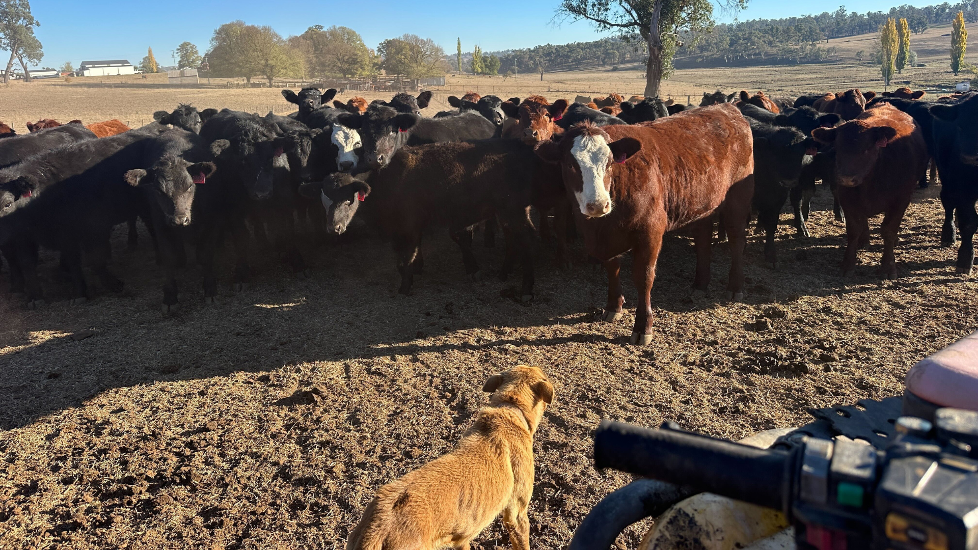 H Daniel Kermode dog ringer