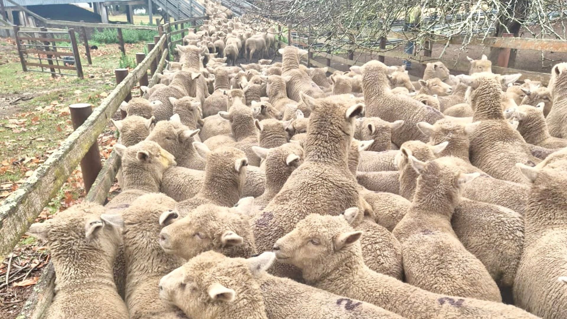 H Southdown cross lambs