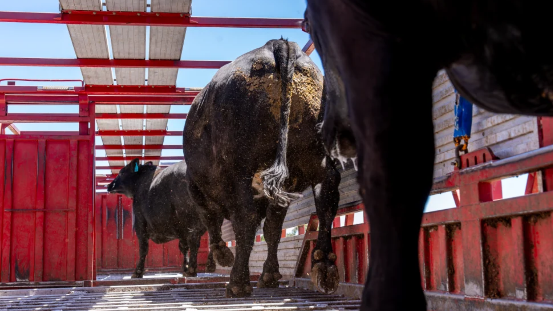 H agrishots angus cattle TRUCK