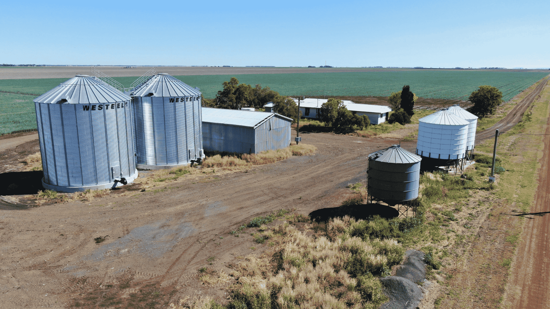 H agrishots angus cattle close up (7)