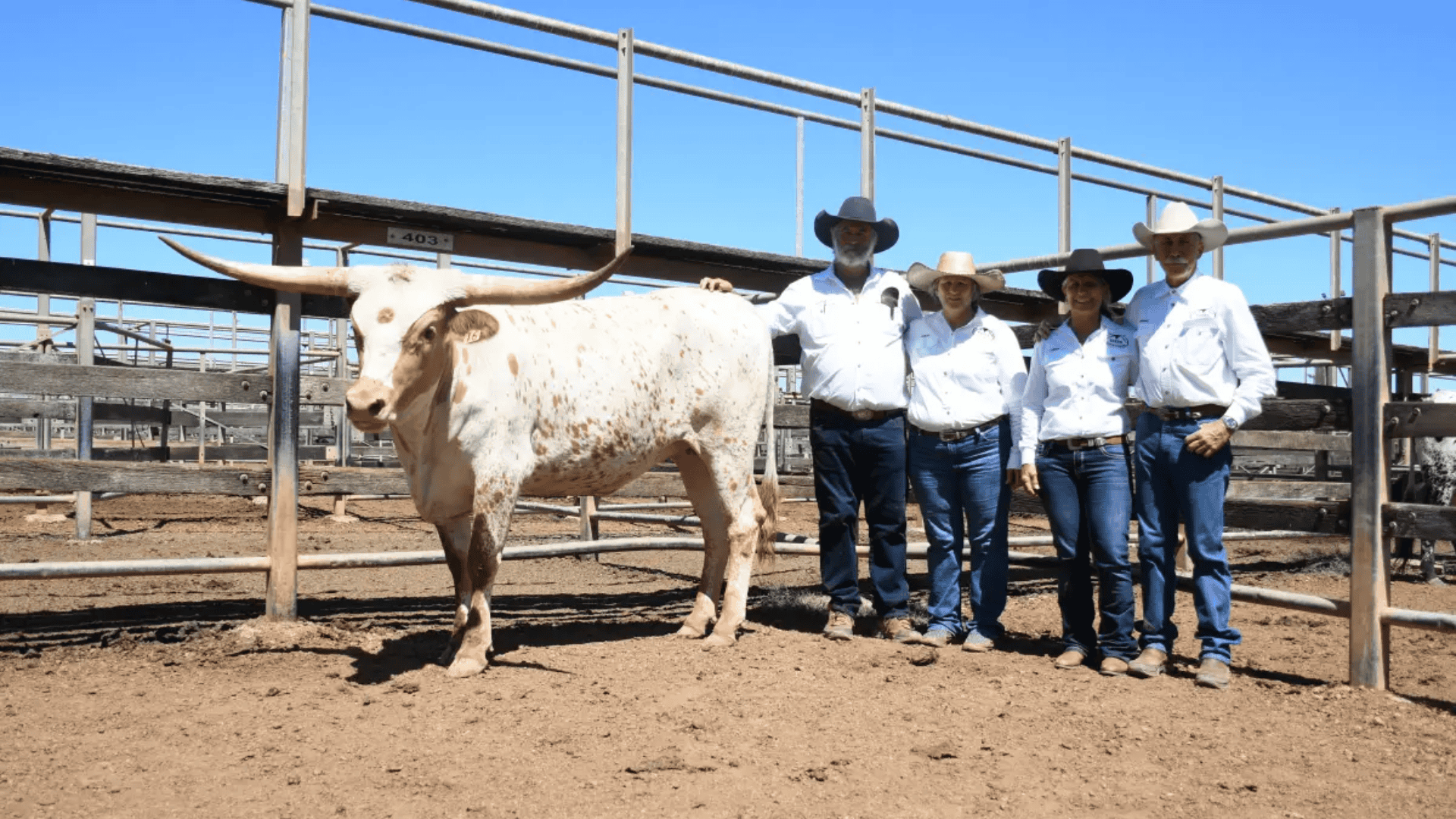 H agrishots angus cattle close up (78)