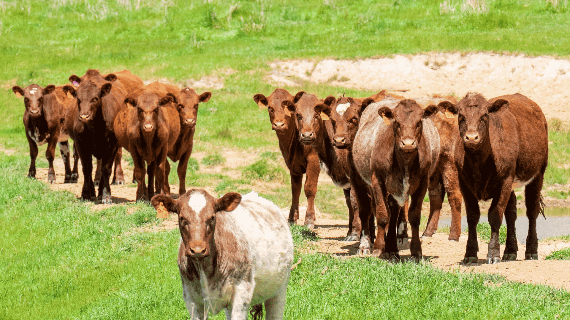 Angus cattle