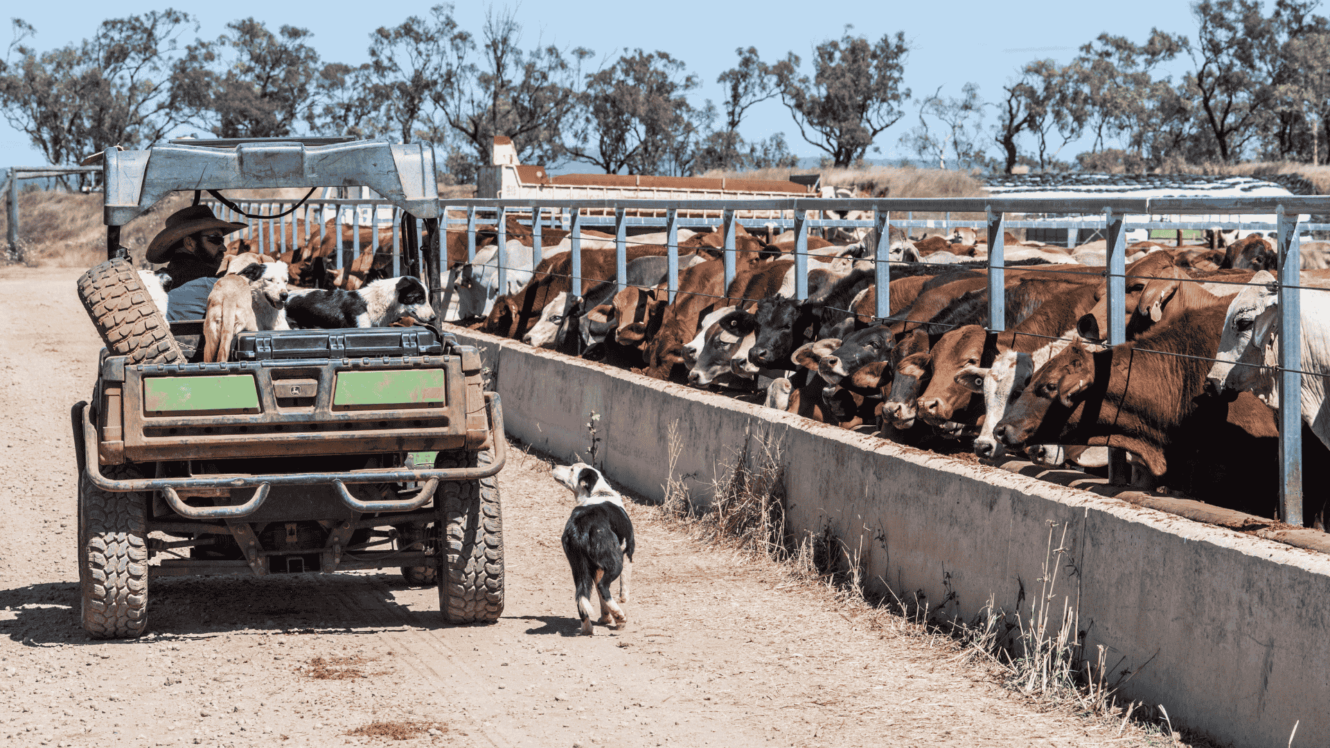 H agrishots feedlot