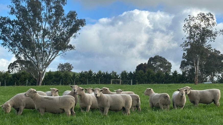 H southdowns rams