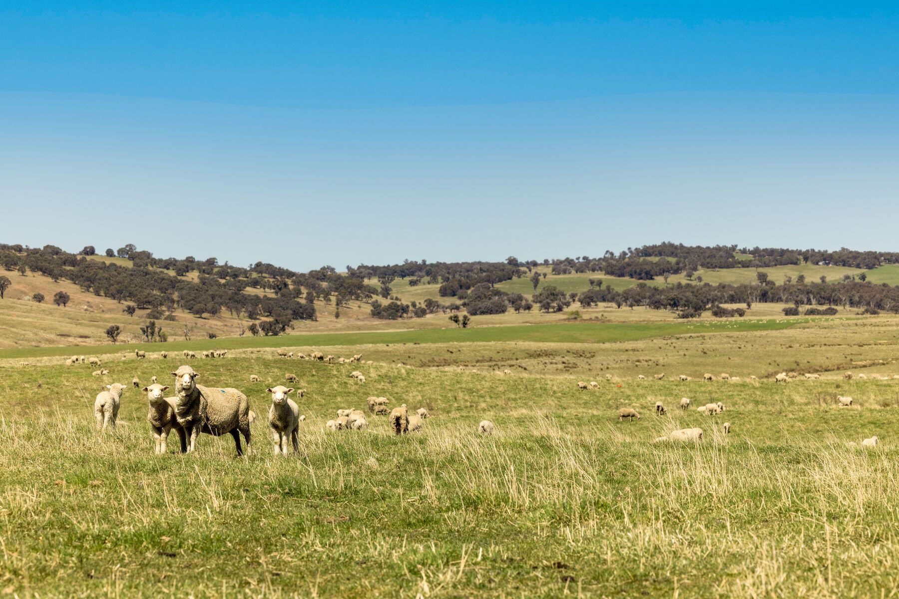 Hazeldean land_sheep