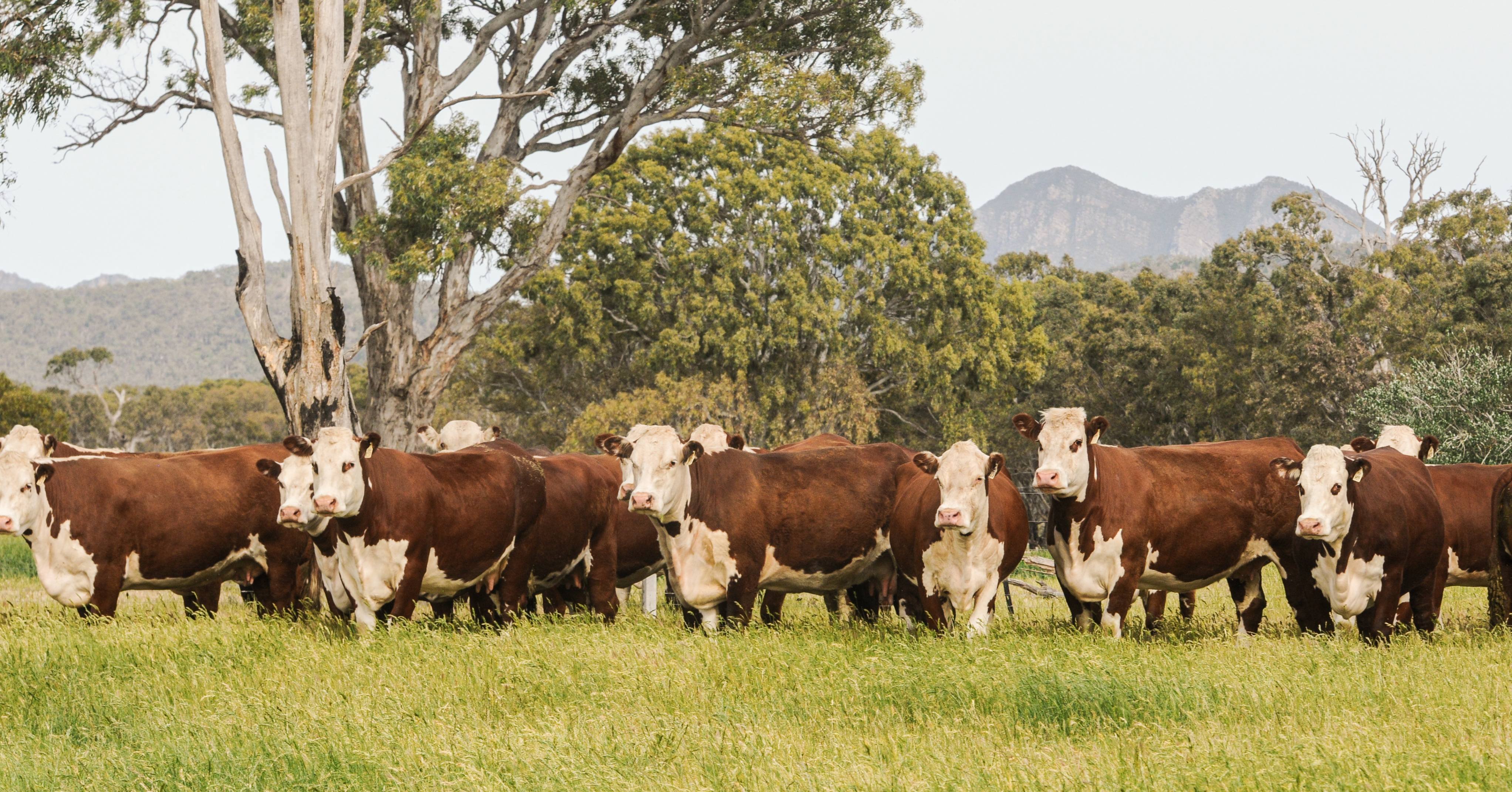 Huge supply of weaner cattle expected from 28.7m-head herd_1