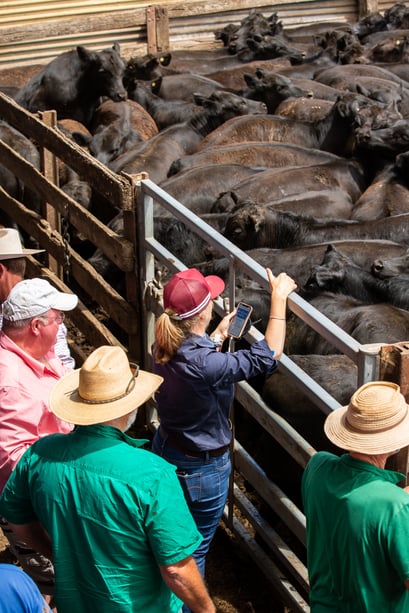 Huge supply of weaner cattle expected from 28.7m-head herd_2