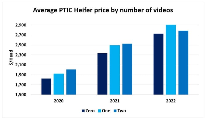 How to best market your PTIC heifers_6