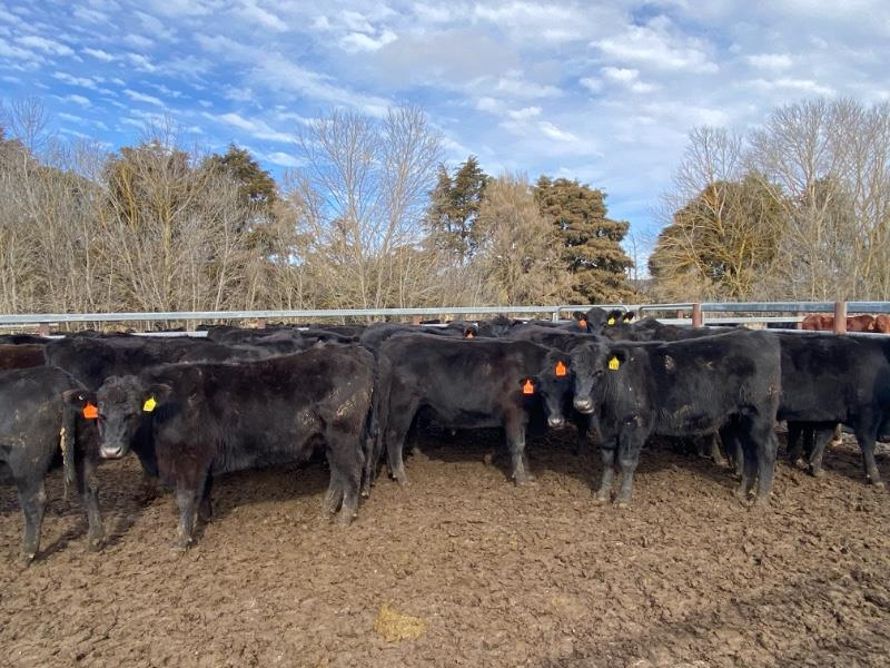 Fantastic Finances for Feedlot Focused Farmers