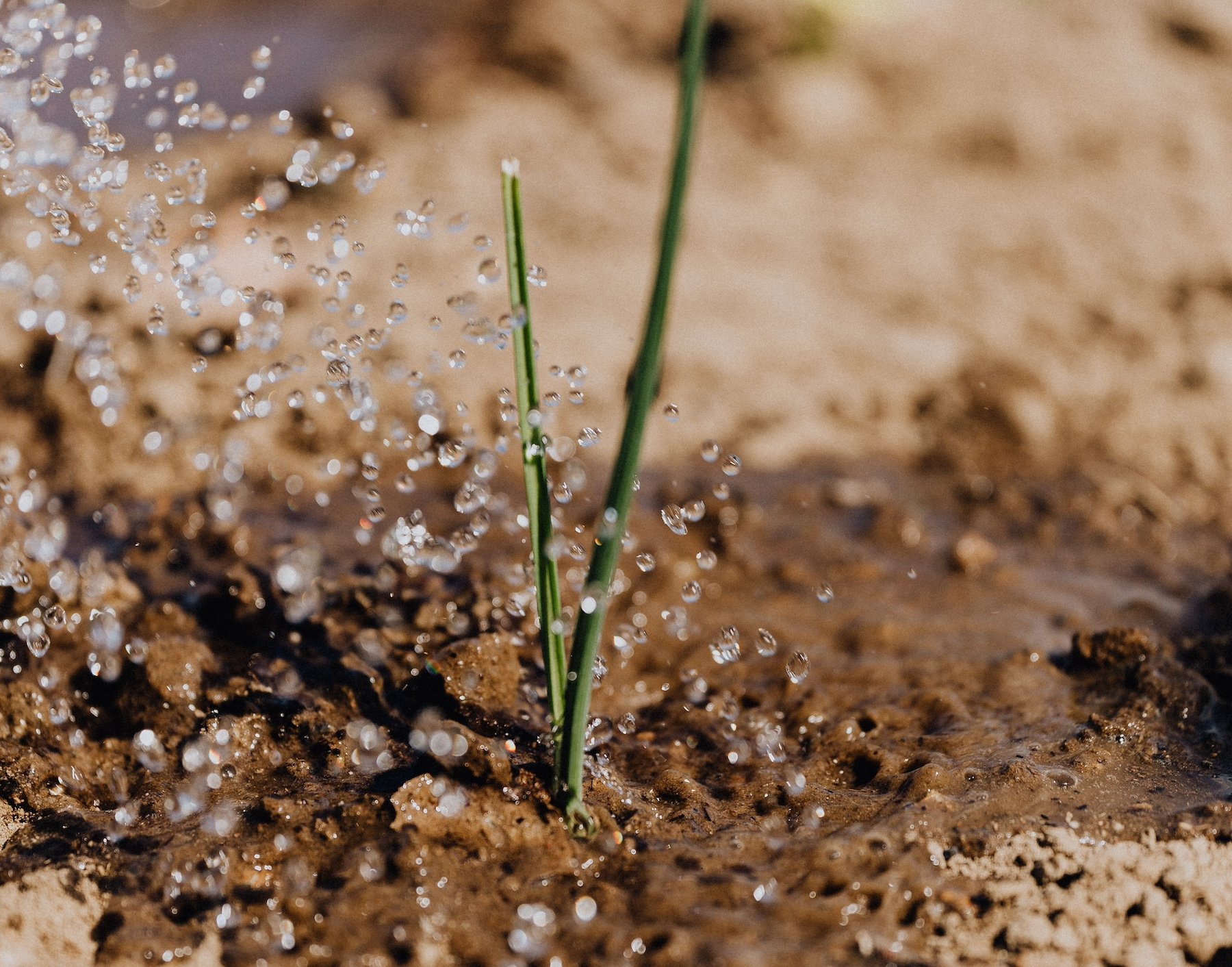 Irrigation_desert