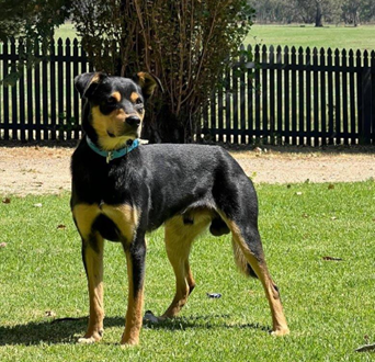 Jerilderie Working Dog Auction Another Howling Success