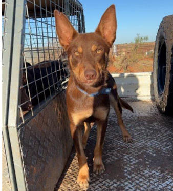 Jerilderie Working Dog Auction Another Howling Success_2