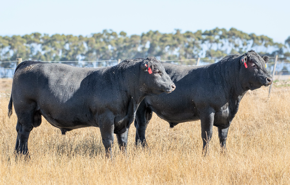 July bull sale results