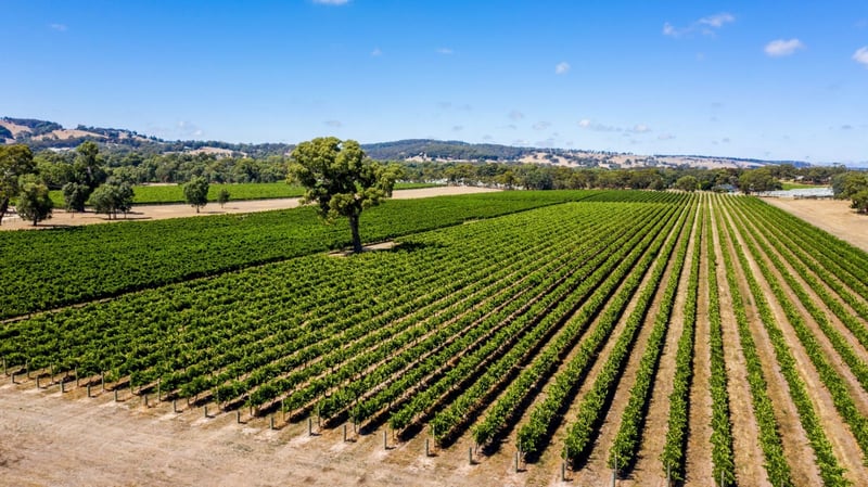 Kangarilla Vineyard_SA_Colliers