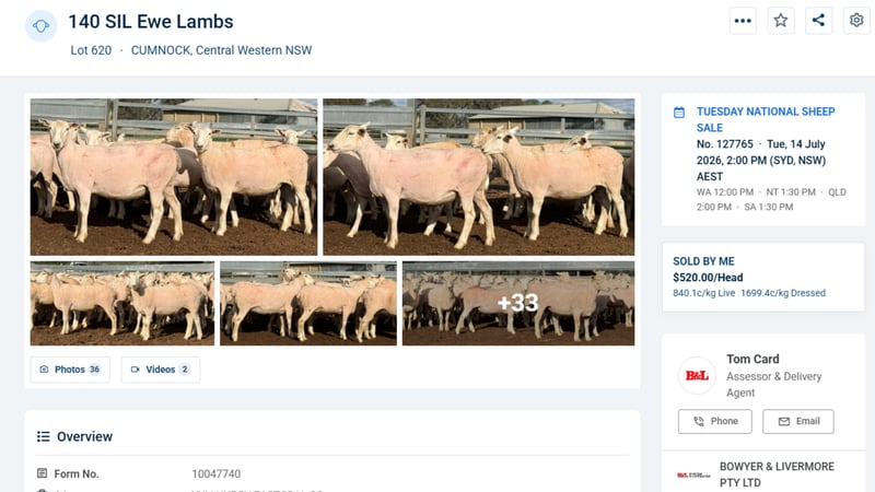 Lambpro again