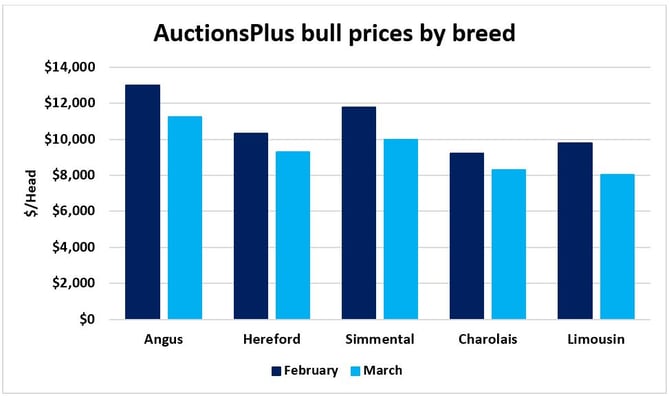 March mayhem - bull prices drop, but Tasmanian bull sets record high_1