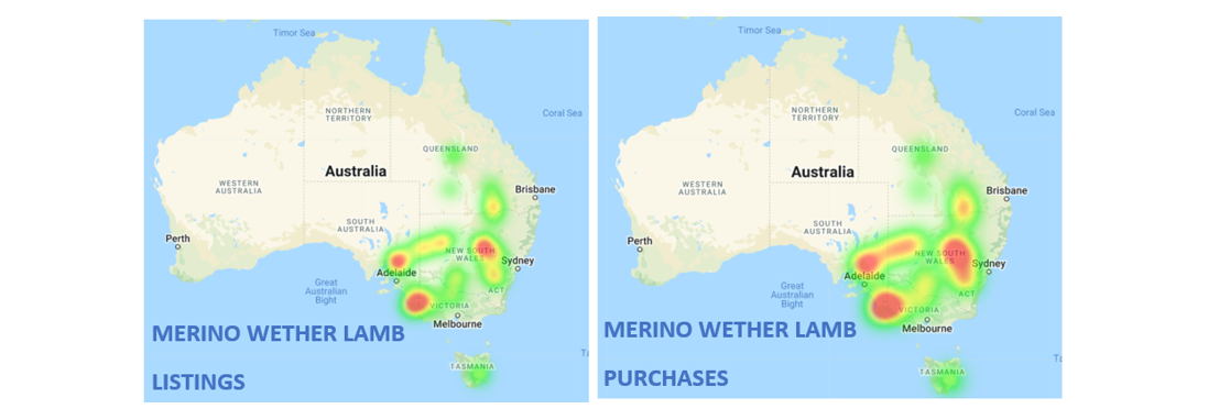 Merino Wether Lamb listings and purchases 4.3.22