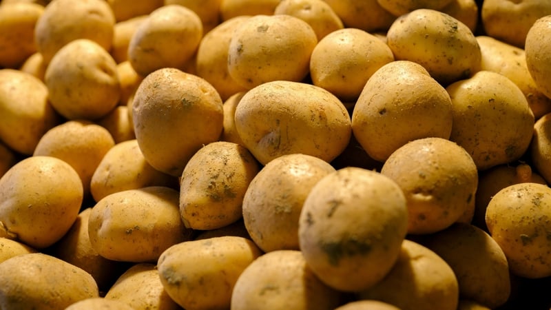 Mitolo