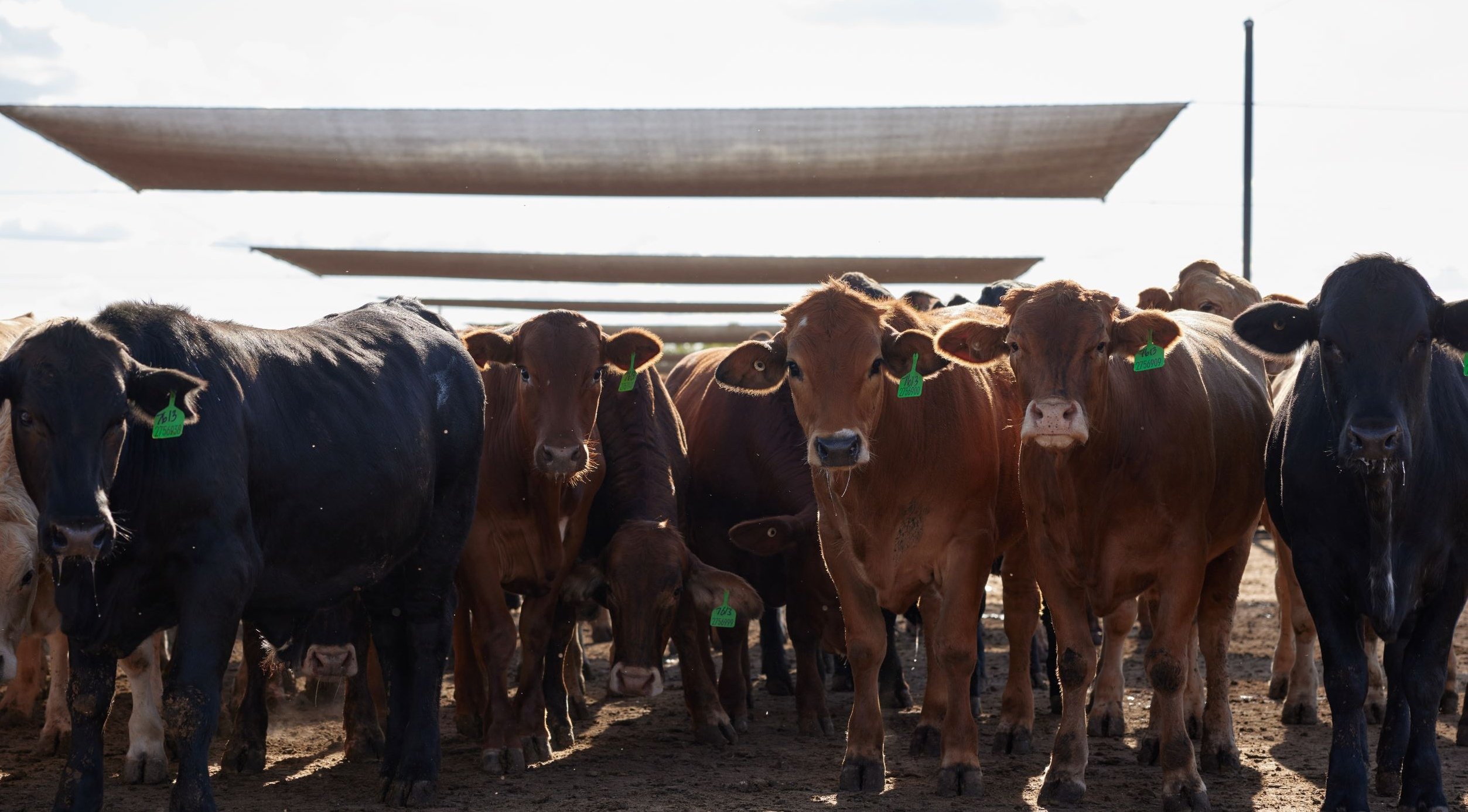 Mort & Co gets the green light for central Queensland feedlot_01
