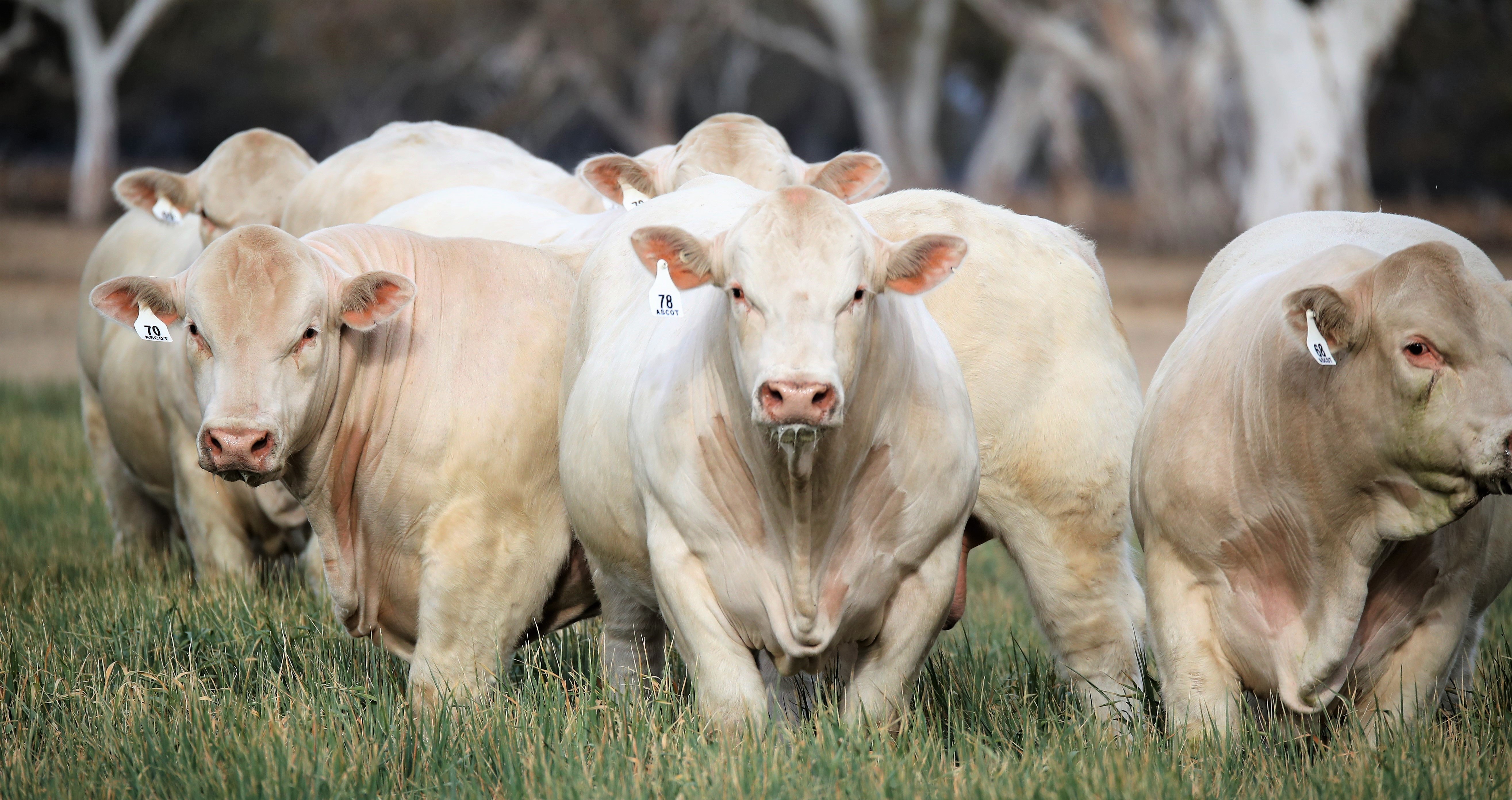 New Charolais Shot