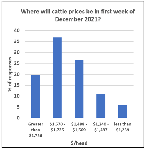 Optimism Abounds for Cattle Prices to Remain High for Remainder of 2021 1