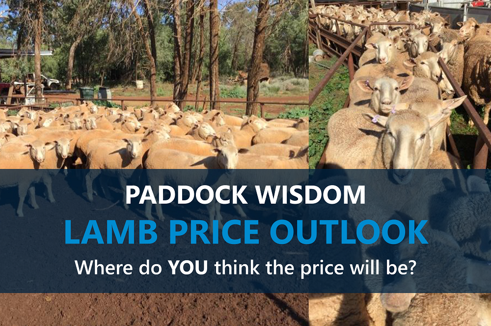 Paddock Wisdom - Lamb June 2021