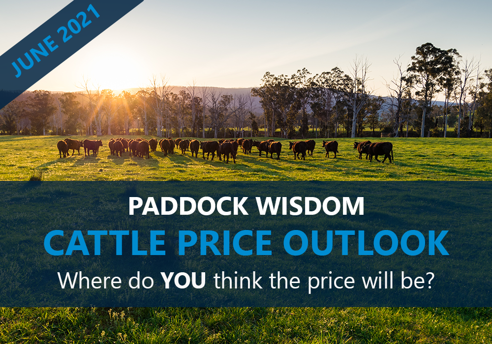 Paddock Wisdom