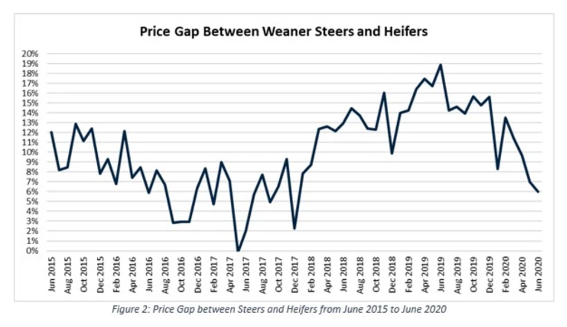 Price gap between steers and heifers has fallen below 10% 2