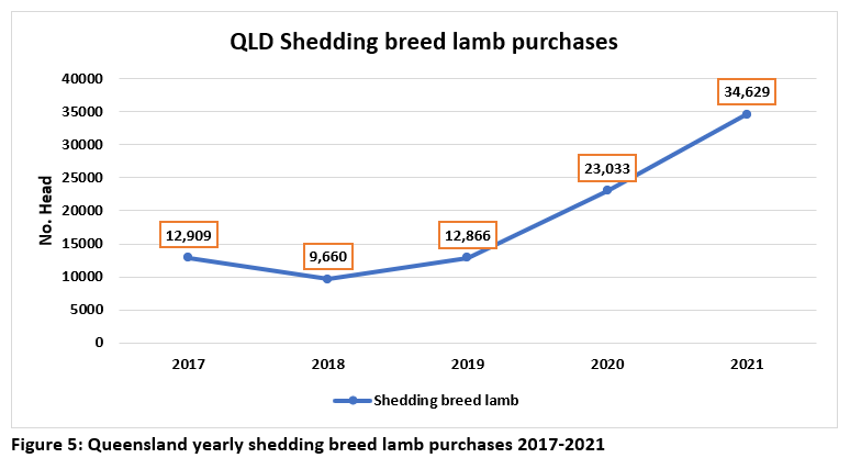 QLD shedding breed lamb purchases fig 5