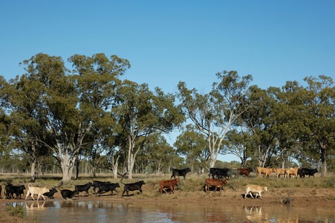 Queensland Investment Corporation acquires final Packhorse Pastoral property_2