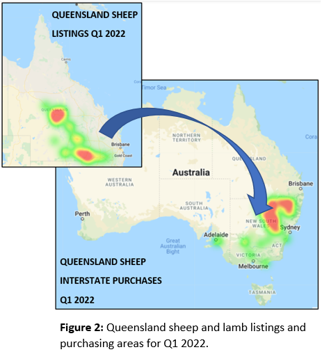 Queensland sheep listings Q1 2022 sheep interstate purchases FIgure 2 Auctionsplus