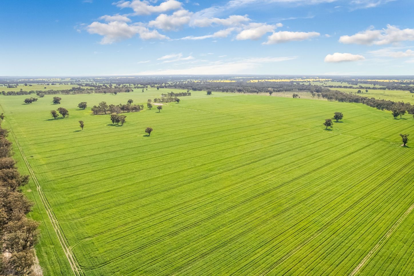 Queensland station responsible for world-first 11.9-micron wool is listed_2
