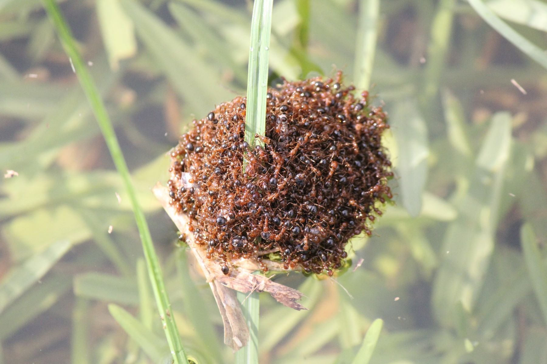 Fire ants rafting in flood water.