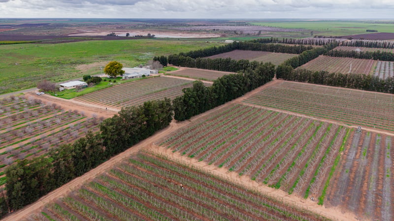 Renmark Orchard 001