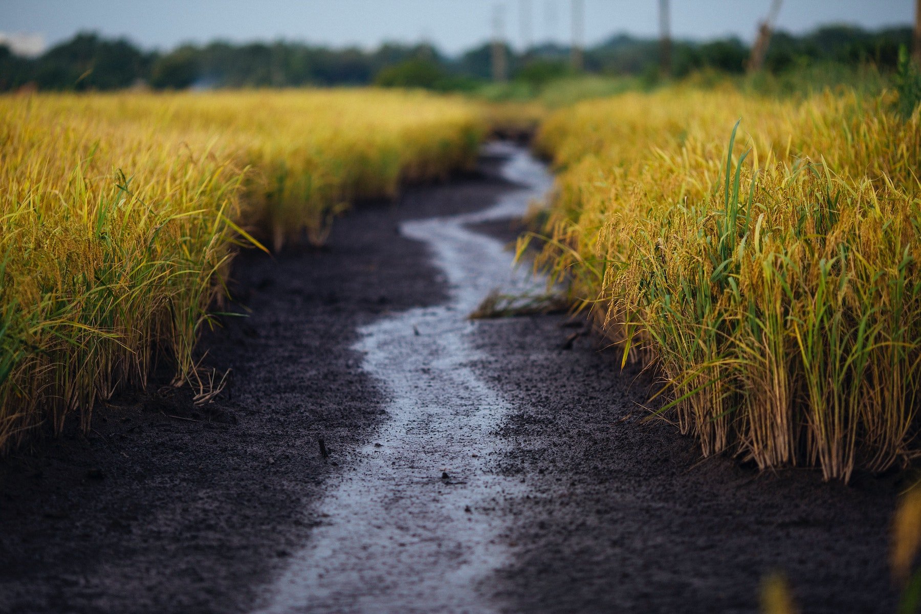 Rice crop in Vietnam-1