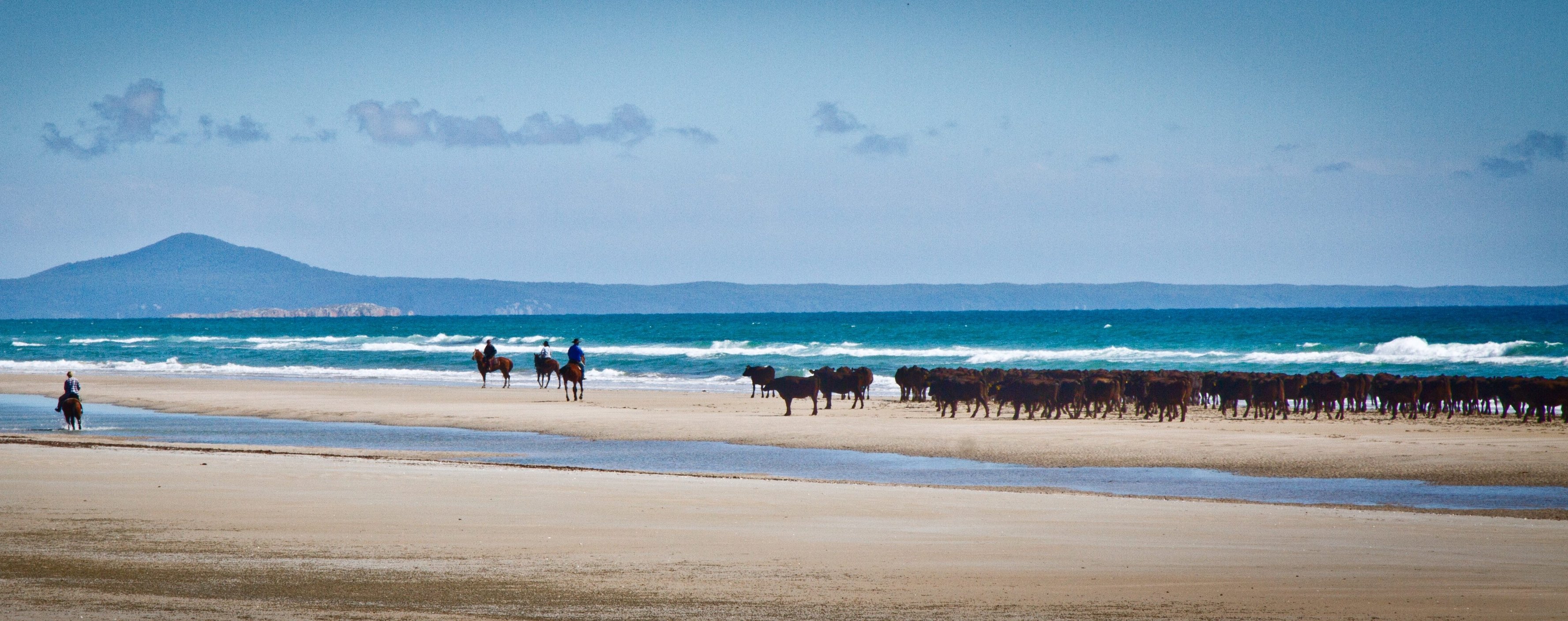 Robbins Island Wagyu - an iconic saltwater muster and a premium eating experience_0