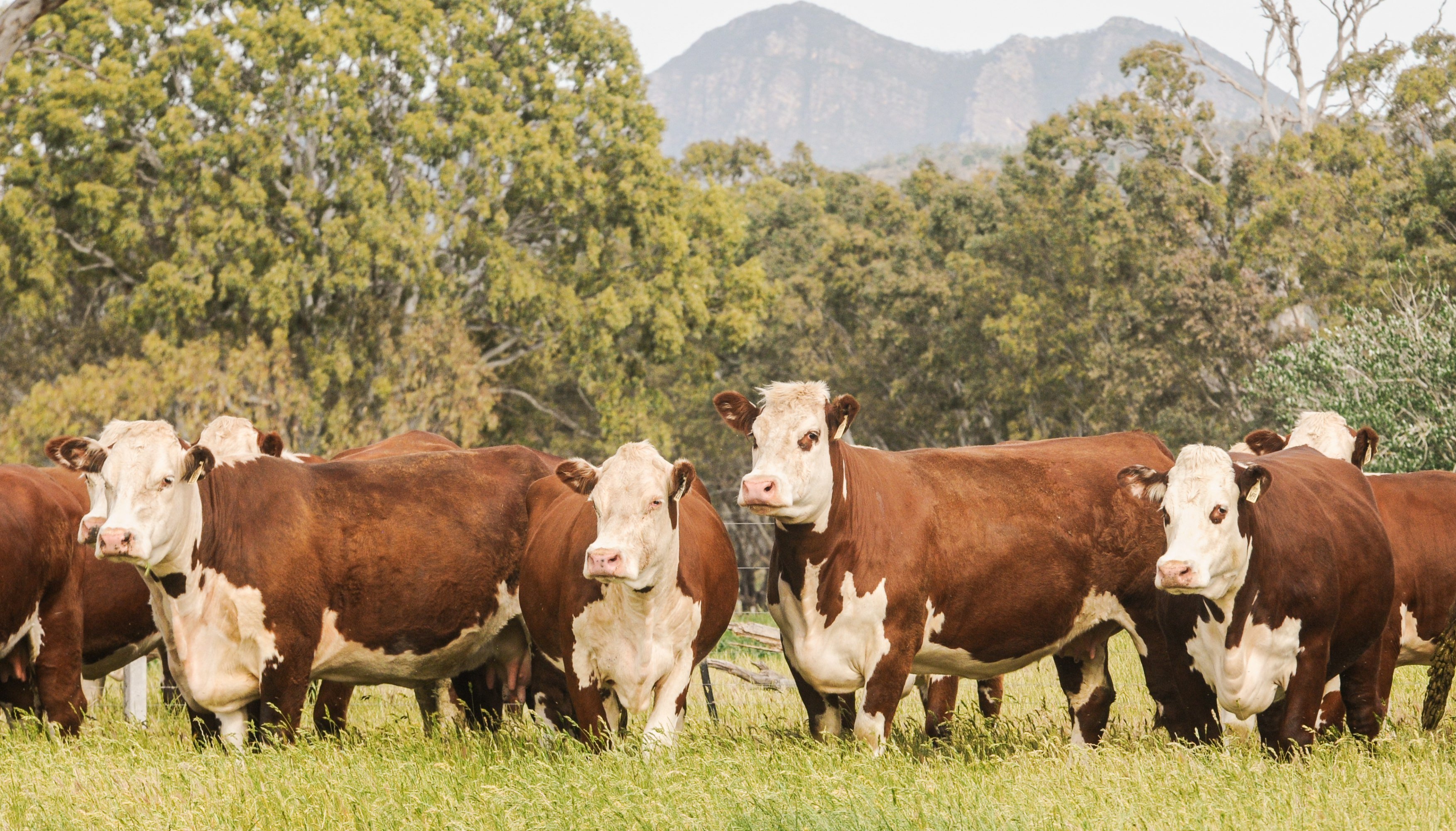 Beef producers more optimistic, as sheep industry confidence sags_1