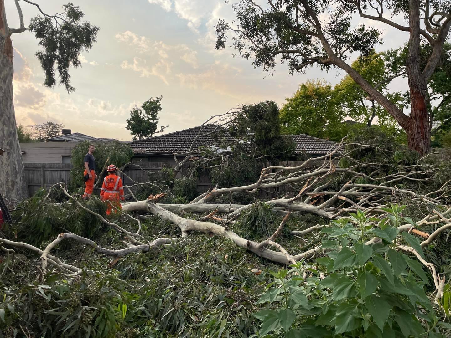 SES Victoria crew in front of fallen tree