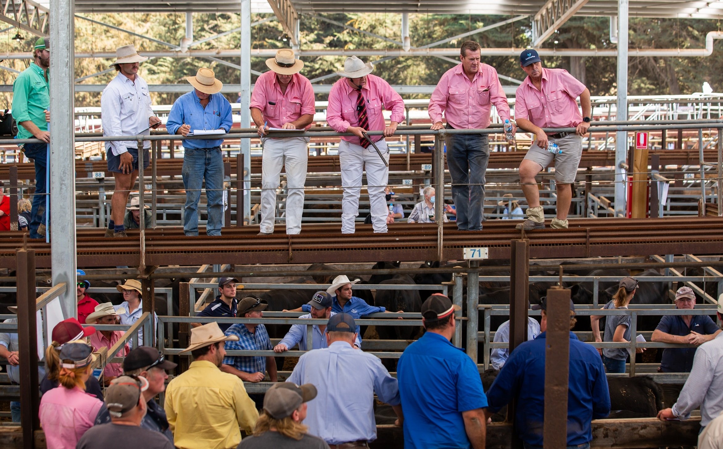 Livestock agents selling cattle at saleyards.