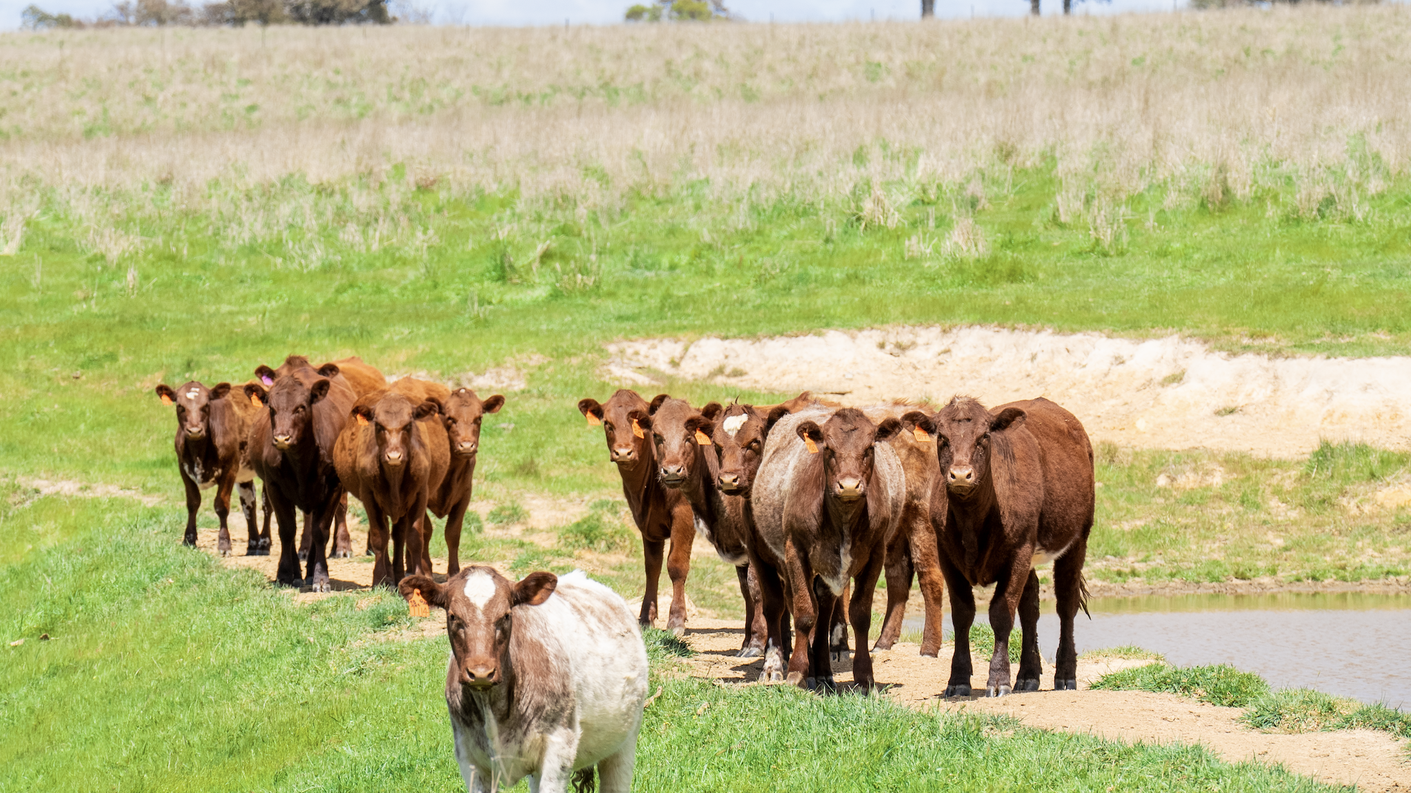 Grass sets the pace as restockers outbid feedlots