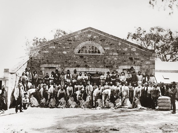 Shearing team at Bungaree,1882